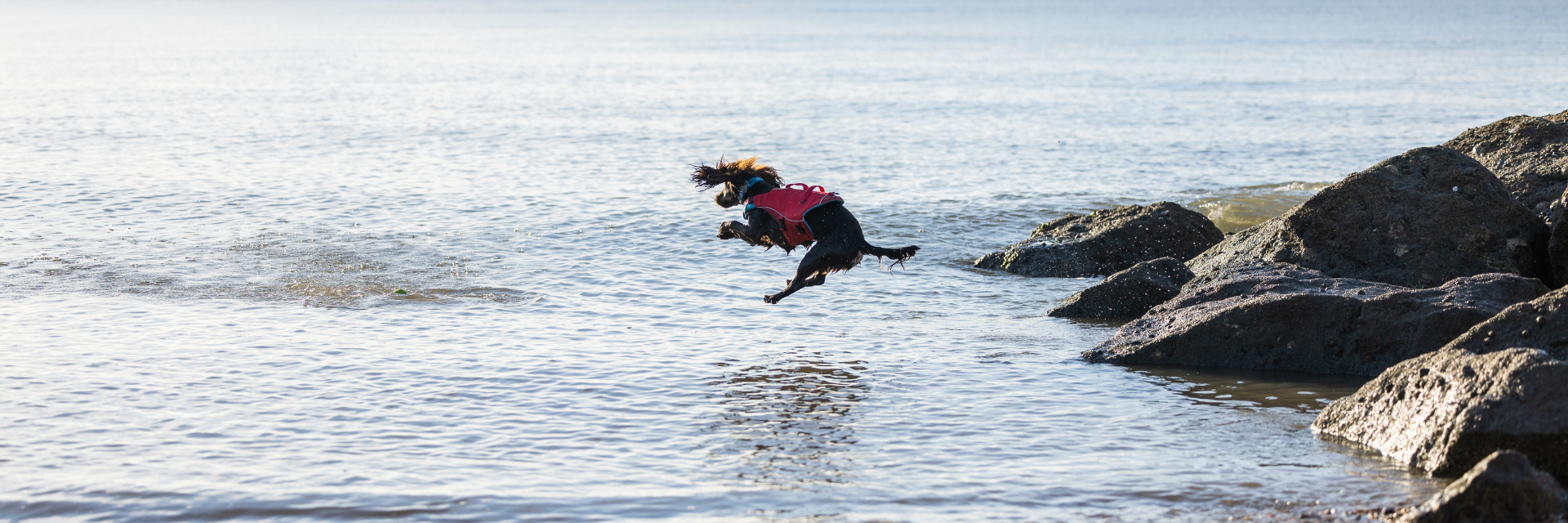 small dog jumping on the beach wearing surf n turf dog life jacket